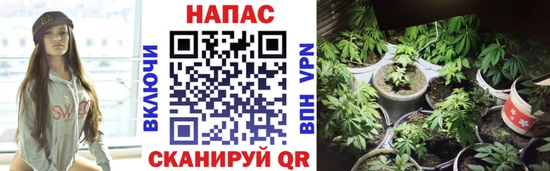 Бошки марихуана Bruce Banner  Торжок 